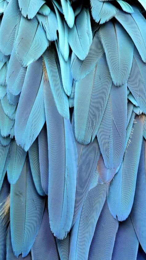 Blue Macaw Parrot, Parrot Feather, Blue Macaw, Feather Texture, Picture Wall Art, Macaw Parrot, Blue Pictures, Soyut Sanat Tabloları, Patterns In Nature