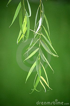 Willow Leaves Royalty Free Stock Image - Image: 5733496 Wetland Plants, Willow Leaves, Senior Thesis, Weeping Willow Tree, Leaf Photography, Willow Leaf, Fabric Poster, Weeping Willow, Leaf Drawing