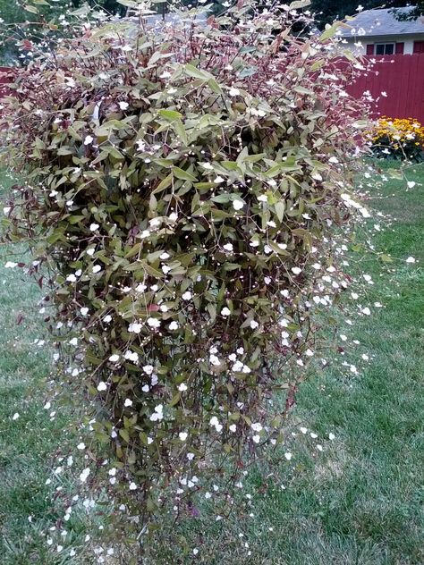 Tahitian bridal veil Tahitian Bridal Veil Plant, Bridal Veil Plant, Beaded Bridal Veil, Plants Nursery, Hanging Plants Diy, Bridal Veils And Headpieces, Plants Hanging, Bridal Veil Falls, Flower Veil