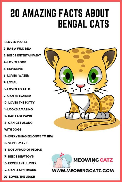 Hottest Absolutely Free Bengal Cats facts Ideas 1st, when it concerns precisely what is actually a Bengal cat. Bengal pet cats undoubtedly are a pedigree bree... #Absolutely #Bengal #Cats Bengal Cat Personality, Bengal Cat Facts, Cat Breeding, Bengal Cat Kitten, Silly Kitties, Bengal Kittens, Animal Funnies, Classroom Images, Hybrid Cat