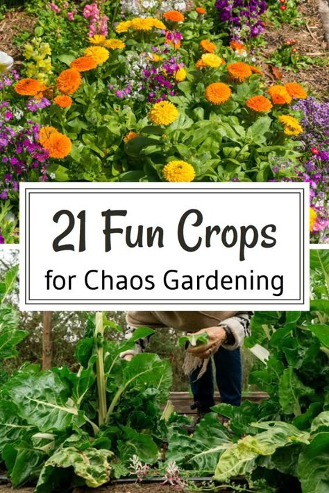 Chaos gardening benefits from a variety of crops that keep your garden wild and productive. Our blog lists 21 fun crops to plant. Save this pin for exciting and wildly beautiful planting ideas! Starter Garden Ideas, Free Garden Ideas, Chaos Gardening, Creative Garden Projects, Colorful Gardens, Cheap Garden Ideas, Colorful Perennials, Front Yard Design Ideas, Messy Garden