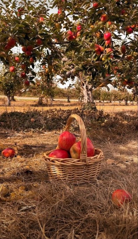 Apple Picking Aesthetic, Autumn Board, Studera Motivation, Retro Cottagecore, Fall Mood Board, Fall Bucket List, Fall Apples, Fall Inspo, Apple Orchard