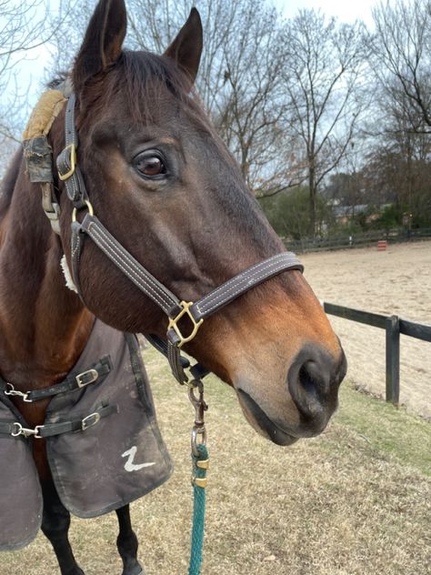 Seal Brown Horse, Seal Bay Horse, Dark Bay Thoroughbred, Dark Bay Horse, Rdr2 Oc, Dark Brown Horse, Big Cars, Hunter Horse, Bay Horses