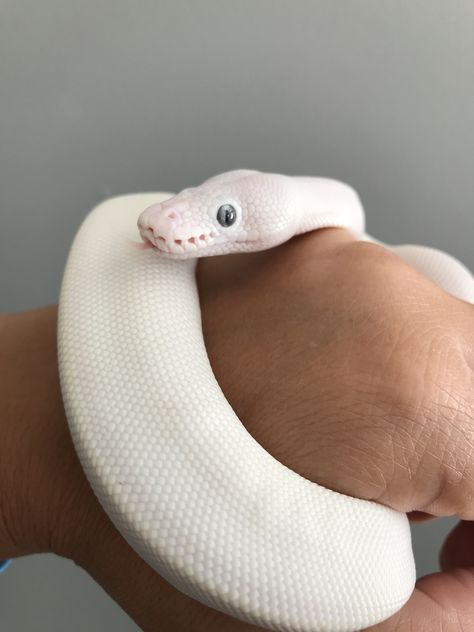 Bel Ball Python, Blue Eyed Leucistic Ball Python, Blue Eyed Lucy Ball Python, Pet Python, Snakes Pet, Snake Pets, Cute Animal Pfp, Ball Python Snake, Baby Ball Python