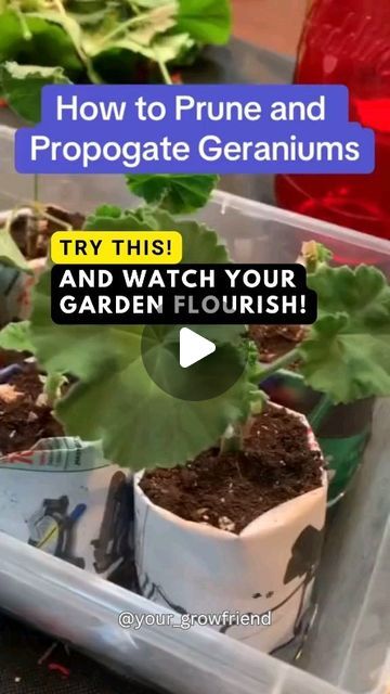 GROWFRIEND 🌿 on Instagram: "Follow us @your_growfriend for unique gardening insights.

Ready to transform your geraniums? Discover the secrets to pruning and propagating like a pro!🌿✂️
Please DM for proper credit or removal (rooftop2table)

#geranium #floweringplants #pruning #plantlover #plantpropagation #planttips #planthacks #homegarden #gardening #gardeninghacks #gardendesign #gardendiy #diygarden #homegarden #seeds #seed #seeding #harvesting #harvest" How To Prune Geraniums, Propagating Geraniums, Geraniums Garden, Plant Hacks, Propagating Plants, Plant Lover, Geraniums, Like A Pro, Gardening Tips