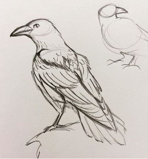 Animal Drawings Reference, Raven Anatomy Drawing, Raven Animal Art, How To Draw Raven Birds, Anime Raven Bird, Bird Art Sketch, Raven Art Reference, Raven Drawing Sketch Simple, Wild Life Sketches