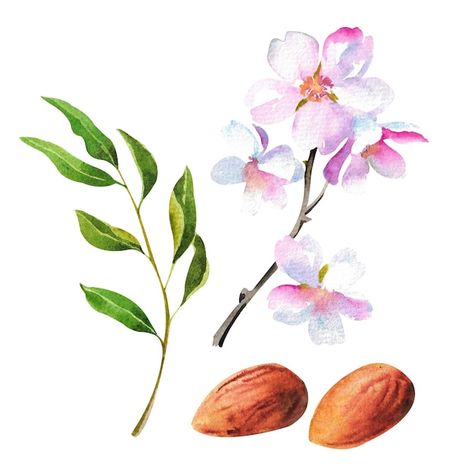 Almond Tattoo, Almond Branch, Almond Flower, Tree Story, Floral Tree, Witch Coven, Almond Tree, Almond Nut, Almond Blossom