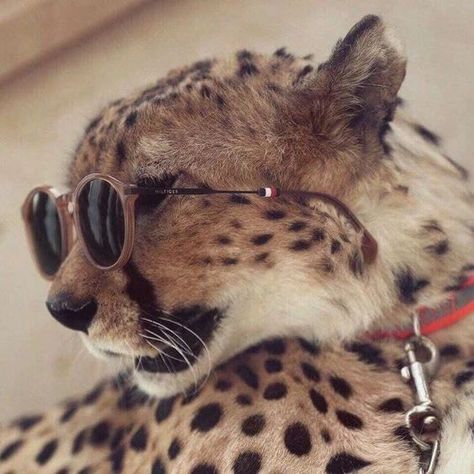 Aesthetic Wildlife, Carefree Aesthetic, Cheetah Drawing, Royal Animals, جوني ديب, Instagram Man, Bmw Girl, Pretty Animals, Cheetahs