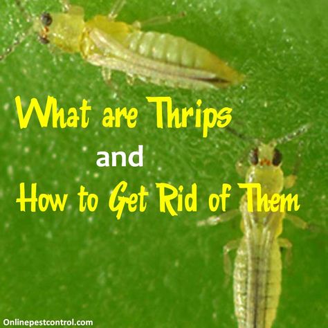 There are good thrips and bad thrips. Good thrips, predaceous #thrips, are beneficial thrips, as they prey on spider mites and other harmful pests found in gardens. On the other hand, bad thrips feed on the flower, stems, and leaves of your garden plants. They even use their piercing mouthparts to extract juice from animals, and are known to biting humans. #Gardening #Garden #pests #PestControl Garden Spider, Spider Mites, Bug Control, Insect Control, Better Homes And Garden, Garden Pests, Types Of Plants, Pest Control, Organic Gardening