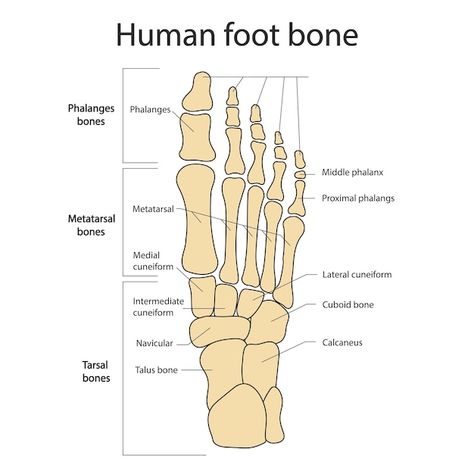 Foot bones anatomy of the skeletal syste... | Premium Vector #Freepik #vector #human-bones #foot-anatomy #anatomy #bone Skeletal System Anatomy, The Skeletal System, Human Skeleton Anatomy, Human Legs, Foot Anatomy, Feet Drawing, Anatomy Bones, Skeleton Anatomy, Basic Anatomy And Physiology