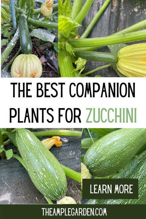 Discover the perfect garden companions for your zucchini plants! From pest-repelling herbs like basil and chives to nitrogen-fixing legumes like peas and beans, explore the best companion plants to grow alongside your zucchini for healthier, more bountiful harvests. Enhance flavor, deter pests, and promote a thriving garden ecosystem with these ideal pairings! #CompanionPlanting #Zucchini #GardeningTips" Zucchini Planting, Companion Planting Cucumbers, Zucchini Plant, Zucchini Garden, Zucchini Plants Gardening, Planting Zucchini In Pots, Chives Companion Planting, Zucchini Companion Planting, What To Plant With Zucchini