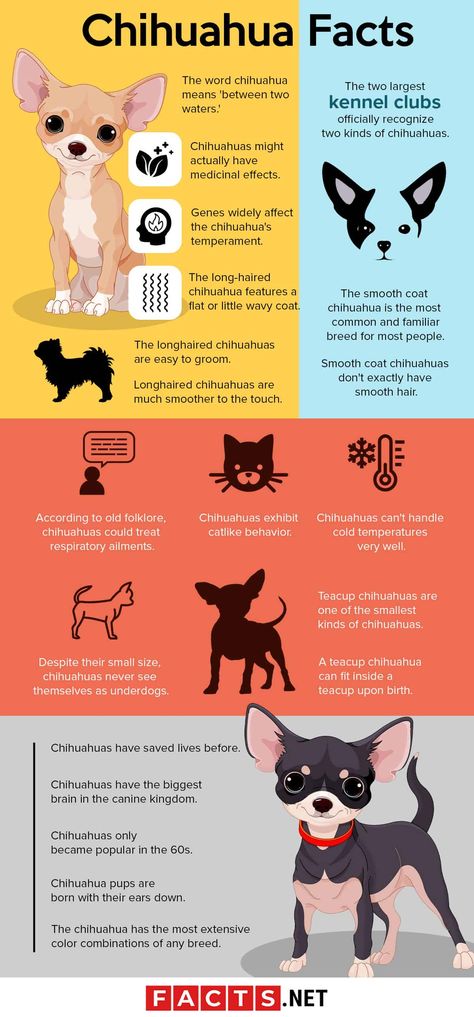 Chihuahua Facts Infographics Chiwawa Puppies, Chihuahua Facts, Chihuahua For Sale, Chihuahua Breeders, Chihuahua Terrier, Teacup Chihuahua Puppies, White Chihuahua, Chihuahua Puppies For Sale, Dog Remedies