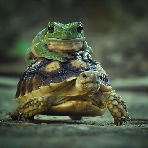 Photographer Accidentally Captured A Photo Of This Extremely Chill Lizard Basking In The Sun (+21 More Of His Pics) Surprise Images, Moose Pictures, Cool Animals, Turtle Images, Basking In The Sun, Cold Blooded, Frog Art, Turtle Art, Reptiles And Amphibians