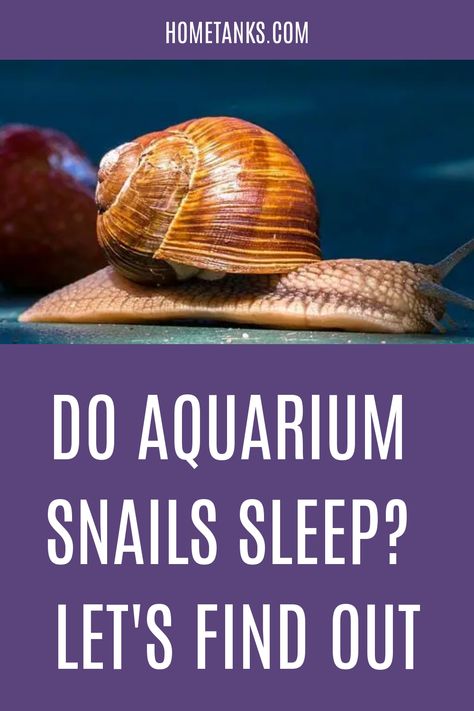 Aquarium snails do sleep. They are known for being inactive, but some scientists say they might sleep during the day. Read more to know aquarium snails' sleeping habit. #aquariumpet #aquariumsnails Aquarium Snails, Snails Recipe, Apple Snail, Pond Snails, Plant Diet, Low Maintenance Pets, Suspended Animation, Food Types, Oxygen Tanks