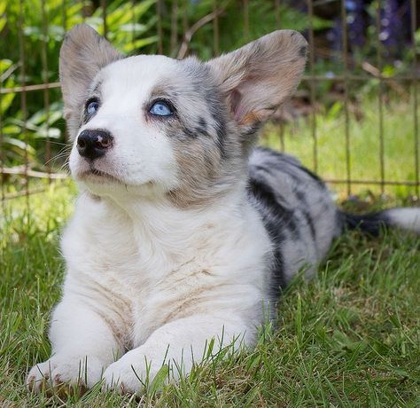 Cardigan Welsh Corgi blue eyes Cardigan Welsh Corgi Puppies, Welsh Corgi Puppies, Cardigan Welsh Corgi, About Dogs, Corgi Puppy, Blue Merle, Pembroke Welsh Corgi, Corgi Dog, Welsh Corgi