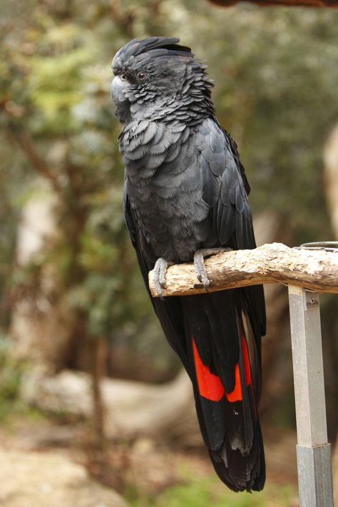 Black Parrot, Australian Parrots, Australian Fauna, Black Cockatoo, Best Cameras, Australia Animals, Macaw Parrot, Tropical Animals, Bird Photos