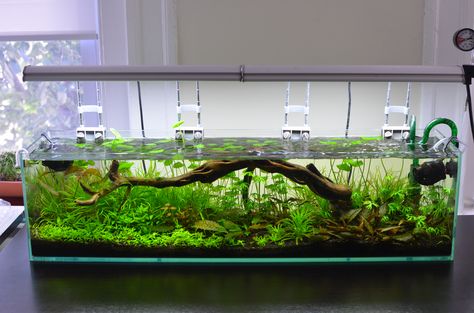 micr0's 12 Gallon Long - Page 4 Aquarium Decor Ideas, Long Aquarium, Big Fish Tanks, Amazing Aquariums, Tropical Fish Tanks, Fresh Water Fish Tank, Nano Aquarium, Aquarium Landscape, Betta Tank