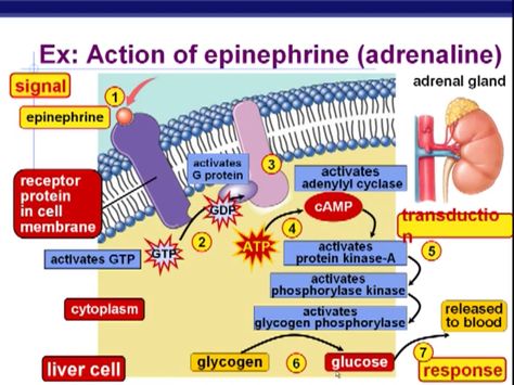 Example of signal-transduction pathway  Epinephrine Hormones Nursing, Endocrine System Hormones, Cell Signaling, Signal Transduction, Plasma Membrane, Biology Classroom, Nursing Mnemonics, Biomedical Science, Medical School Studying