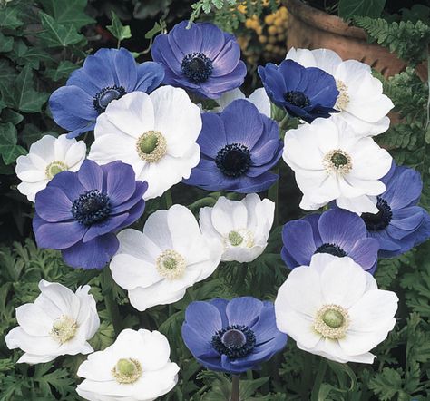 Poppy Anemone, Purple Perennials, Summer Bulbs, Sun Loving Plants, White Poppy, Anemone Flower, Peonies Garden, Hybrid Tea Roses, Flowers Perennials