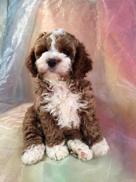 White Cockapoo, Cockapoo Breeders, Cute Puppies For Sale, Poodle Mix Puppies, Cockapoo Puppies For Sale, Golden Doodles, Teddy Bear Dog, Cockapoo Dog, Cockapoo Puppies