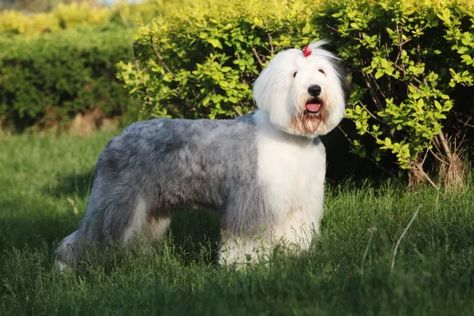 Sheepdog Haircut, English Sheepdog Puppy, Old English Sheepdog Puppy, Poodle Haircut, English Dogs, Rule Britannia, Big Dog Breeds, Sheep Dog, Puppy Cut