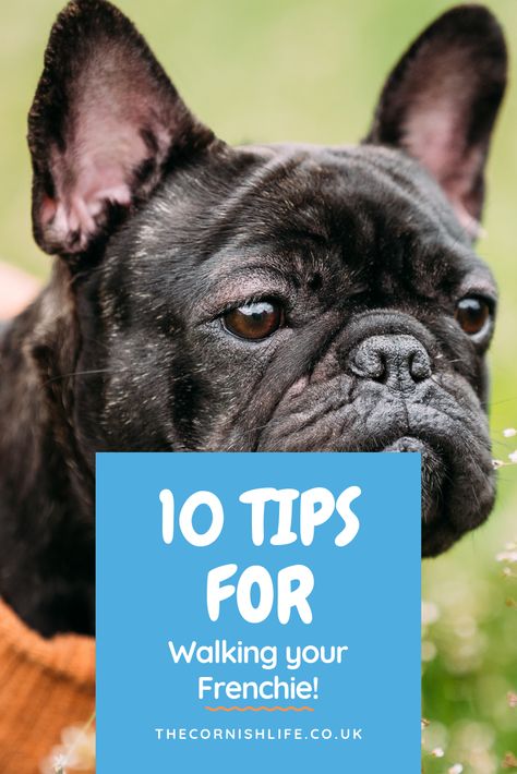 Frenchie Tips, French Bulldog Breed, Puppy Time, French Bulldog Funny, Bulldog Breeds, Bulldog Funny, Dog Things, Puppy Treats, Cute Dog Photos