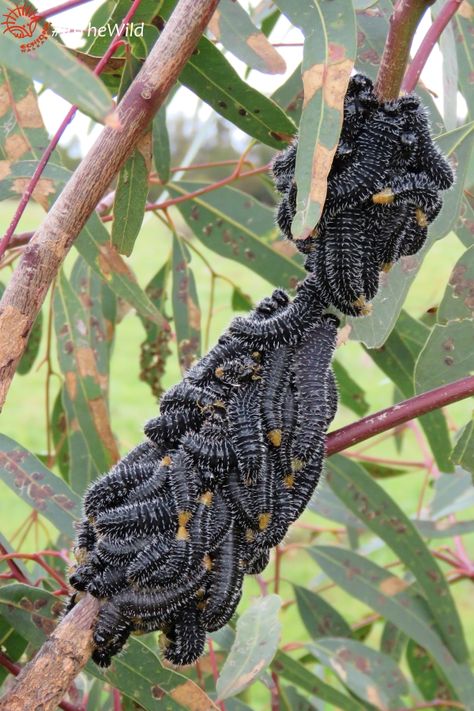 Australian Bugs Insects, Australian Outback Animals, Sawfly Larvae, Australian Spider, Australian Insects, Australia Wildlife, Deadly Animals, Saltwater Crocodile, Scary Animals