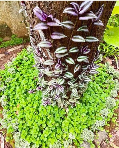 Wandering Jew Plant, Front Yard Landscaping Diy, Herb Garden Design, Vertical Garden Diy, Front Yard Garden Design, Landscaping With Large Rocks, Garden Art Sculptures Diy, Climbing Vines, Pretty Plants