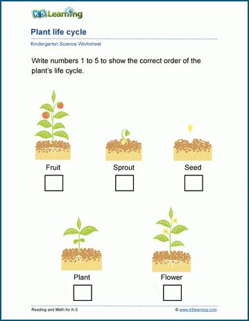 Plants life cycle worksheets. Plants grow from seeds and go through stages before reproducing seeds. In these kindergarten science worksheets, students study the steps of the plant's life cycle from seed to fruit. Science | Kindergarten | Free | Printable | Worksheets Plant Life Cycle Kindergarten, Life Cycle Kindergarten, Science Worksheets For Kindergarten, Life Cycles Kindergarten, Plant Life Cycle Worksheet, Animal Homes, How Plants Grow, Plants Worksheets, Animal Life Cycles