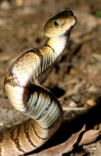 Mountain Water Snake (Sinonatrix percarinata) Biology Photography, King Cobra Snake, Spiders And Snakes, Snake Photos, Water Snake, Poisonous Snakes, Snake Bite, Cobra Snake, Reptile Snakes