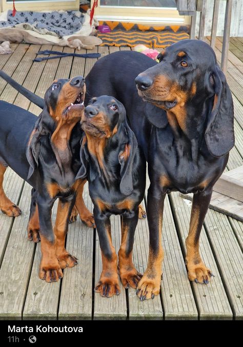 Black And Tan Coonhound Puppy, Coonhound Puppy, Black And Tan Coonhound, 2025 Board, Cute Animal Pictures, Beautiful Dogs, Black And Tan, Mom And Baby, Cute Animals