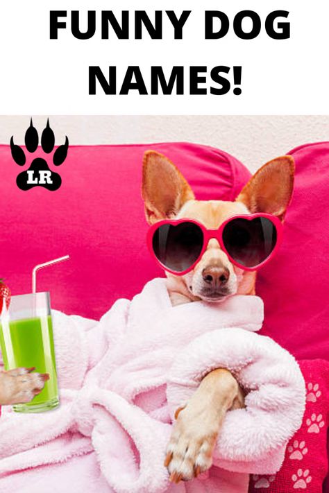 100+ Funny Dog Names | Labrottie.com Funny Dog Names Boy, Chihuahua Names Boys, Funny Names For Dogs, Funny Girl Dog Names, S Boy Names, Boy Puppy Names, Funny Dog Names, Dachshund Puppy Funny, Boy Dog Names