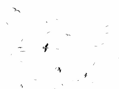 Birds Gif, Gifs Png, Fly Gif, Blue Economy, Flying Seagull, Bamboo Background, Funny Emails, Gif Background, Business Risk