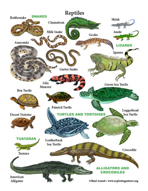 Teach a Unit on Reptiles with illustrated activities on Exploringnature.org Amphibians Animals, Reptile Worksheets, Reptiles Worksheet, Reptile Facts, Mammals Reptiles Classifying Animals, Reptiles Characteristics, Reptile Unit Study, Amphibians Animals Chart, Reptiles Activities