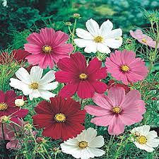 Love Rose Flower, Cosmos Flowers, Flowers Purple, Garden Deco, Growing Roses, Summer Plants, Happy Flowers, Organic Seeds, All Flowers