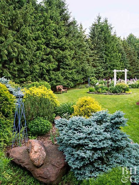 They're friendlier than a stockade fence, cheaper than a wall, and prettier than lattice. Types Of Evergreen Trees, Evergreen Trees For Privacy, Pseudotsuga Menziesii, Evergreen Landscape, Evergreen Hedge, Landscaping Trees, Evergreen Garden, Privacy Landscaping, Have Inspiration