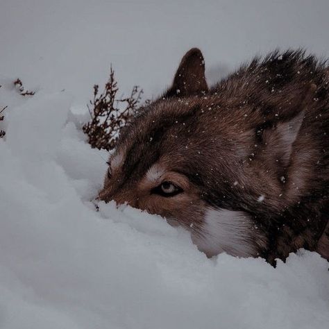 A Wolf, The Snow