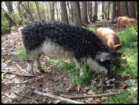 Wooly Pig the Wooly Mangalitsa Mangalista Pigs, Mangalitsa Pigs, Wooly Pig, Mangalitsa Pig, Red River Hog, Pastured Pigs, Magical Menagerie, Farm Livestock, Homesteading Animals