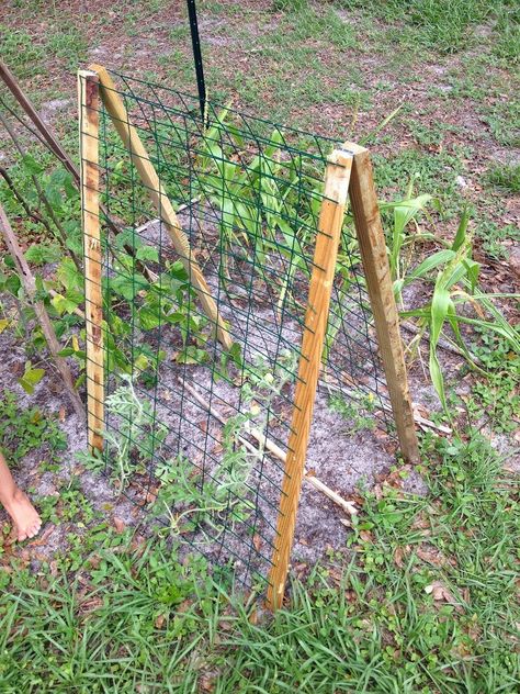 Watermelon Trellis Diy, Watermelon Trellis, Horizontal Trellis, Planting Veggies, Growing Watermelon, Growing Melons, Patio Trellis, Clematis Trellis, Tomato Trellis