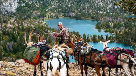 Pack Goats, Pack Animals, Goat Shed, Pack Animal, Boer Goats, Wall Tent, Safe Vault, Greatest Of All Time, Adventure Lifestyle