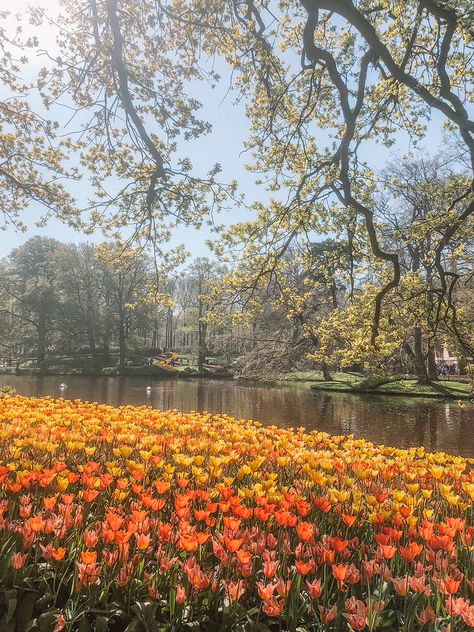 Keukenhof Aesthetic, Tulips Iphone Wallpaper, Keukenhof Gardens, Day Trips From Amsterdam, Rv Holiday, Tulip Fields, Romantic Destinations, Instagrammable Places, Future Trends