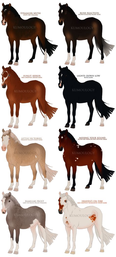 Cardboard Horses, Horse Land, Unusual Horse, Different Horse Breeds, Coat Ideas, Equine Artwork, Horse Art Drawing, Horse Coat Colors, Drawing Stars