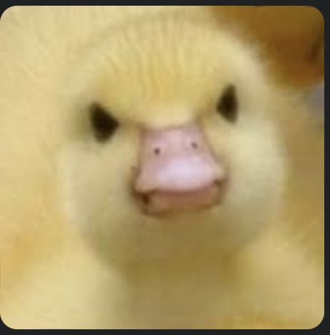 Baby Duck, On Twitter, Yellow, Twitter