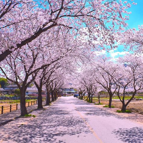 Spring In South Korea, Korea Culture Aesthetic, Korean Nature Aesthetic, Korean Culture Aesthetic, Cherry Blossom Korea, South Korea Fall, Cherry Blossom In Korea, Korea In Spring, Korea Background