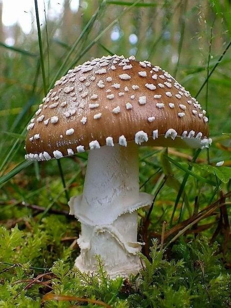 Wild Mushrooms Photography, Mushrooms Photography, Fungi Photography, Beautiful Mushrooms, Mushroom Photography, Mushroom Guide, Wild Mushroom Photography, Mushroom Plant, Mushroom Pictures