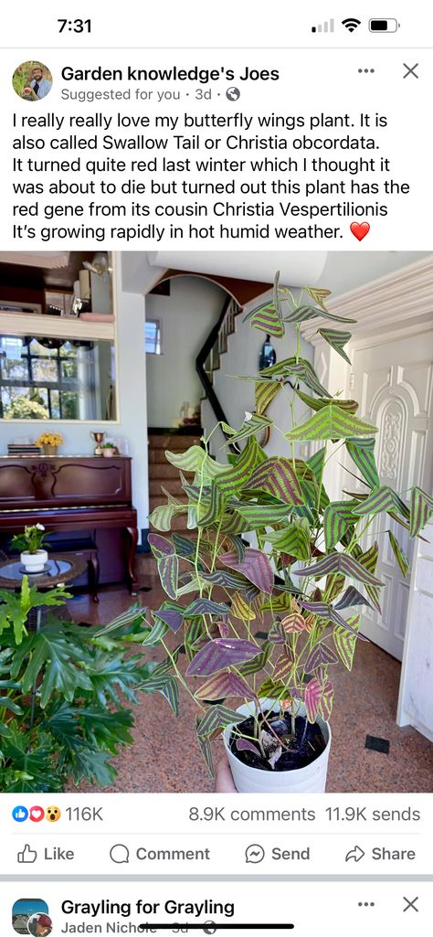 Plant Mom Aesthetic, Mom Aesthetic, Inside Plants, Growing Plants Indoors, House Plants Indoor, Pretty Plants, Plant Mom, House Plant, Cool Plants