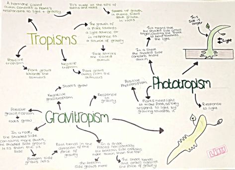 #lilysrevisionnotes #gcse #biology #response #plant #light #gravity Plant Hormones Biology Notes, Plant Hormones, Studying Notes, Gcse Biology, Biochemistry Notes, Gcse Revision, Plant Light, Grade 12, Revision Notes