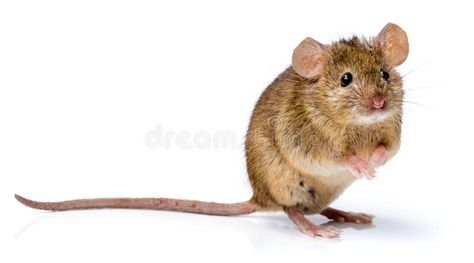 House mouse standing (Mus musculus). House mouse standing on rear feet (Mus musc , #AFF, #standing, #mouse, #House, #Mus, #feet #ad Mouse Standing, Gross Things, Cute Animal Tattoos, Dumbo Rat, Animals Tattoo, Mouse Photos, Mouse Drawing, Lower Back Pain Exercises, Creative Photoshop