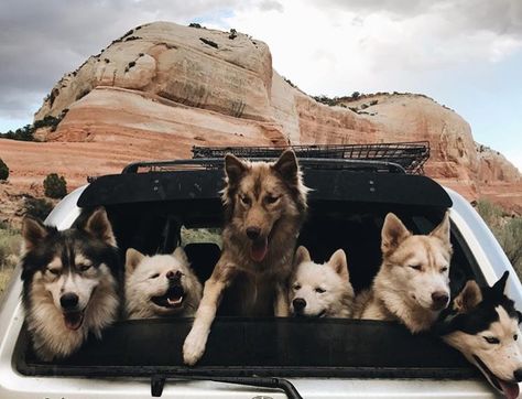 Let's go on an adventure!!! Pack Of Dogs Aesthetic, Canine Reference, Pack Of Dogs, Doggie Bag, Husky Breeds, Dogs Aesthetic, Life Plans, All Breeds Of Dogs, Australian Shepherd Puppies