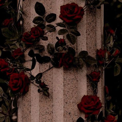 Vampire Goth Aesthetic, The Shadows Between Us, Romantic Goth Aesthetic, Dark Red Roses, Queen Of Hearts Costume, Rose Queen, Queen Aesthetic, Red Rose Bouquet, Rosé Aesthetic